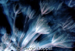 motion by Sergio Loppel 